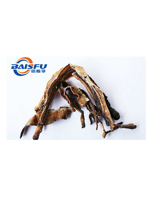 Baisfu Yellow Brown fine powder Natural Pheretima.P.E 5:1,10:1,20:1 use in cosmetic and medicine